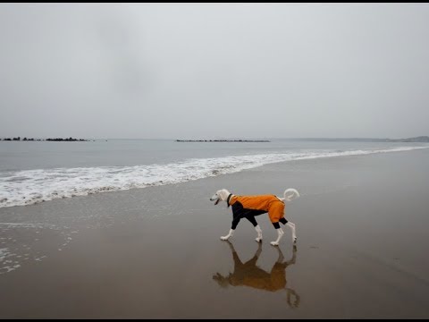サルーキ　ぽぽ！初めての海。静岡の海♪（Saluki）