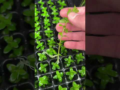 Rooted Bacopa Caroliniana Aquarium Plant 🌱