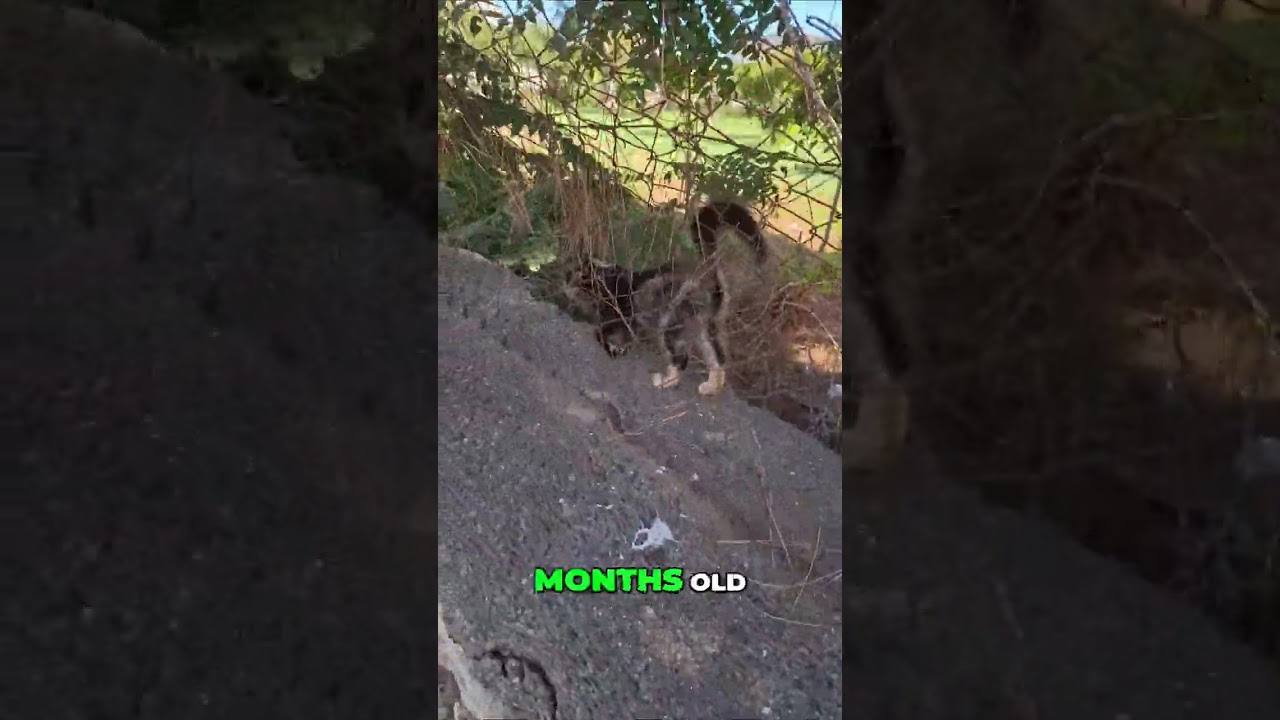 Orphan Kitten Needs Your Help! 