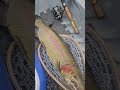 24-in rainbow trout. #fishing #rapala # rainbowtrout #Oregon #PNW #nature