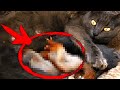 Узнав зачем кормящая кошка бросала новорожденных котят и убегала в лес -- хозяйка обомлела!