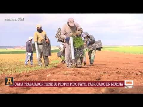 Video: Cebolla Moli (11 Fotos): Descripción Del Ajo Dorado Decorativo, Plantación Y Cuidado De Cebollas. Solicitud