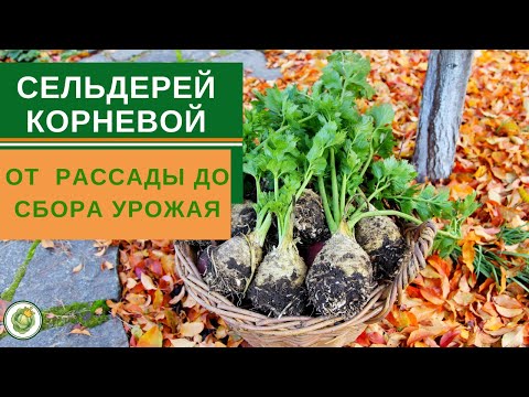 СЕЛЬДЕРЕЙ корневой - от рассады до сбора урожая//все тонкости выращивания