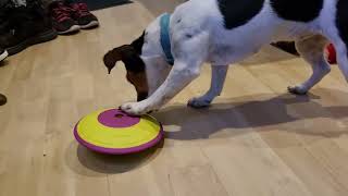 Are jack russell terriers smart?