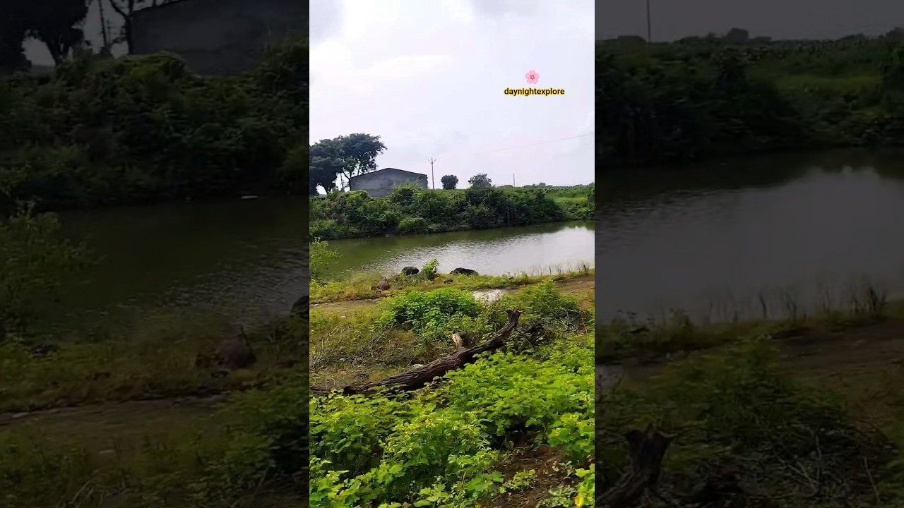 Sheep village river tree life style 