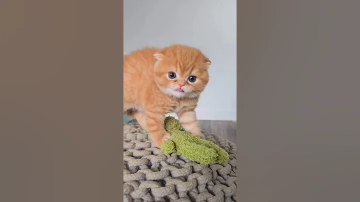 Video 10482031: scottish fold cat breed, adorable scottish fold cat, fold cat scottishfold, scottish fold ear, scottishfold cat funnycats