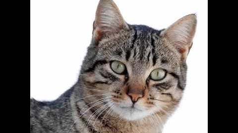 Macbeth Act 1 Scene 7 Summary and Analysis