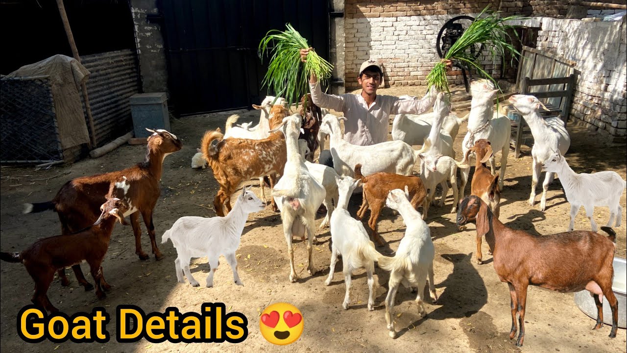 Complete Goat Information 🐐 | Kids, Breeding & Full Farm Update|| Haseeb Home Birds