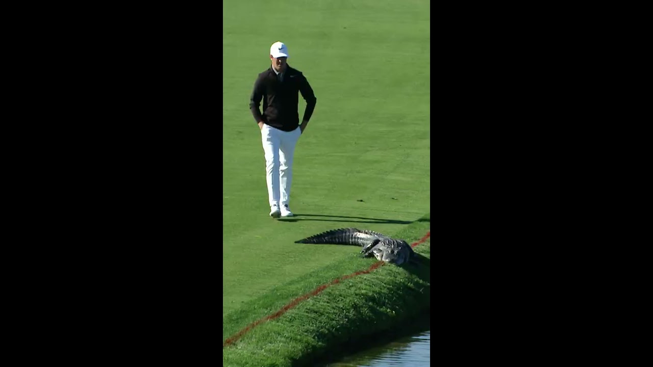One Gator Two Polar Opposite Reactions 