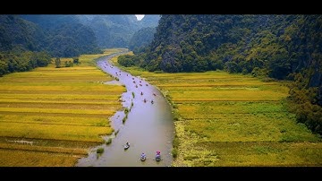 Tam Cốc  - Bích Động - Ninh Bình Mùa Lúa Chín