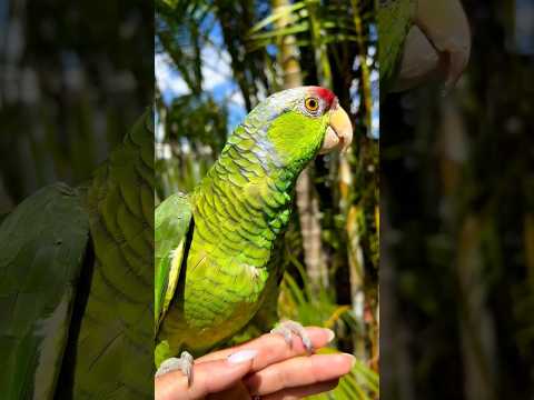 lilac crowned amazon #amazona #macaw #bird #tiktok #hassanpapagei