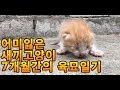 [ENG sub]어미에게 버림받은 새끼고양이 키우기 개냥이되는 7개월간의 성장과정