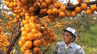 シーベリーの収穫さかん　仁木町