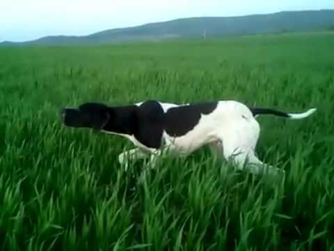 espectacular muestra de pointer youtube