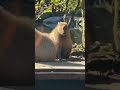 カピバラはメラメラしてます　capybara enthusiasm #animals #カピバラさん #動物 #カピバラ #capybara