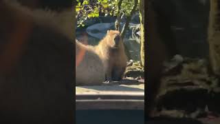 カピバラはメラメラしてます　capybara enthusiasm #animals #カピバラさん #動物 #カピバラ #capybara