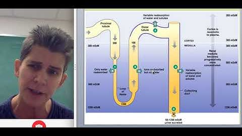 Loop of Henle in Nephron with Countercurrent Multiplier