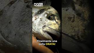 𝐋'𝐢𝐧𝐟𝐚𝐥𝐥𝐢𝐛𝐢𝐥𝐞 𝐁𝐈𝐁𝐎𝐍𝐄 🔥  𝐄𝐬𝐜𝐚 𝐓𝐎𝐏 𝐩𝐞𝐫 𝐩𝐞𝐬𝐜𝐚𝐫𝐞 𝐥𝐞 𝐎𝐑𝐀𝐓𝐄 🎣 #pesca #surfcasting #orata #pescare #shorts