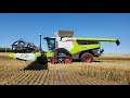 New Claas LEXION 8700 Combines Cutting Spring Wheat 2020 08