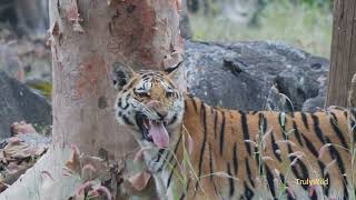 Happy New year| Tiger&#39;s flehman response to anorher Tigers scent | Safari in Pench | TrulyWild 4K