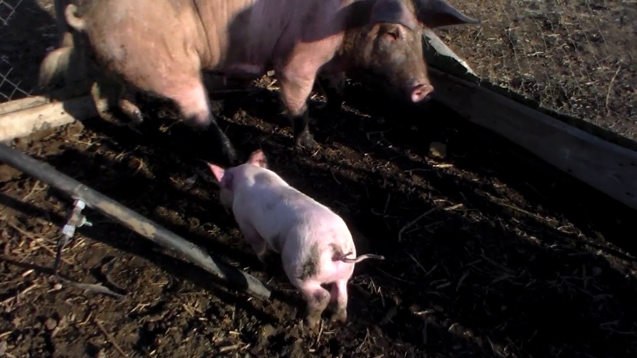 Посмотрите свиноматку с одним поросёнком,это у меня семья героев,мать герой и сын героин.