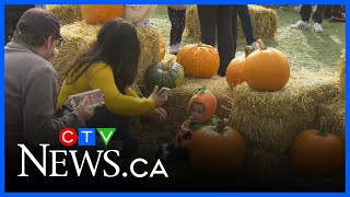 Families enjoy fall fun at Edmonton Harvest Festival