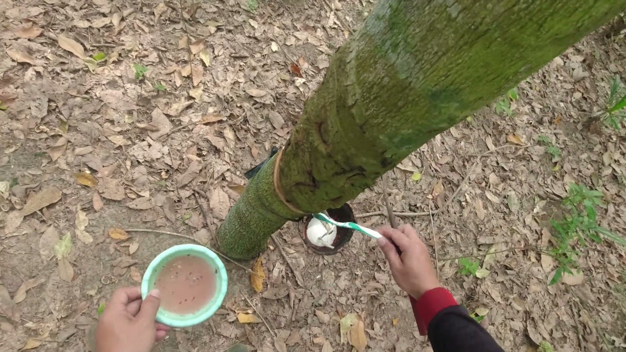 cara moles agar getah karet banyak,obat poles karet agar getah banyak