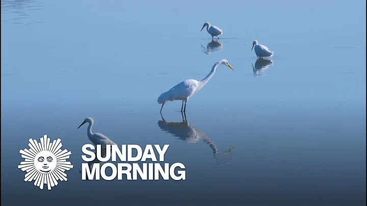 Nature: Egrets - DayDayNews