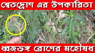 দন্ডকলসের ব্যাবহার বা ভেষজ চিকিৎসায় শ্বেতদ্রোণ || দন্ডকলস || শ্বেতদ্রোণ || কলসকাঠি || Leucus Aspera