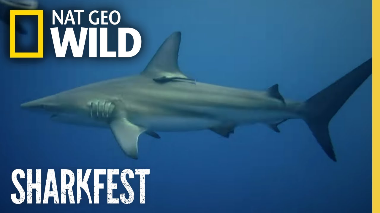 World's Biggest Hammerhead? | SharkFest | National Geographic WILD