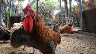 Backyard Chickens Fun Relaxing Video Sounds Noises Hens Clucking Roosters Crowing!