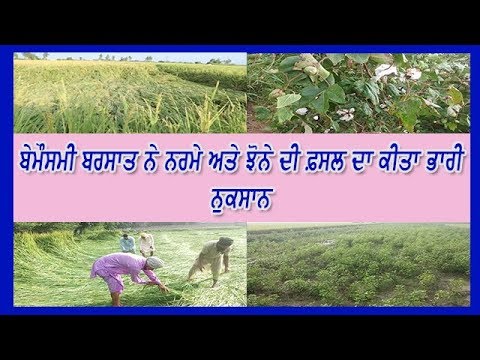 Heavy Rain ਨੇ Farmers ਦੀਆਂ ਆਸਾਂ `ਤੇ ਫੇਰਿਆ ਪਾਣੀ