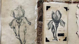 How to draw an Iris -quickie sketch