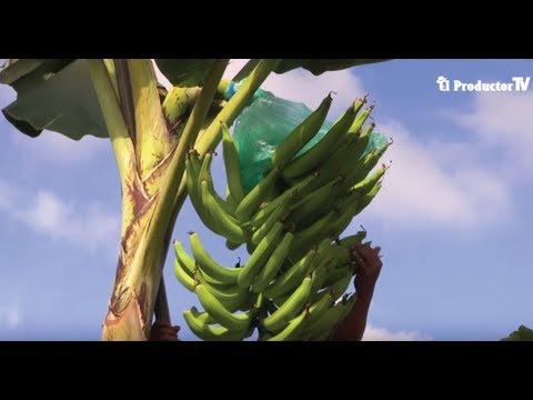 Video: Dónde Y Cómo Crecen Los Plátanos