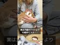 99％の人が知らないうさぎの豆知識【麻酔編】 #うさぎ #bunny #ロップイヤー #ホーランドロップ #shorts