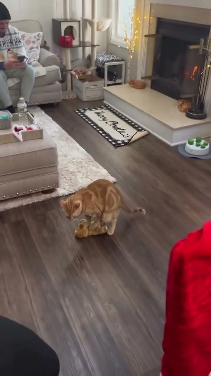 Très drôle le chat ? ? ? ? ? ? ? ? ? ?