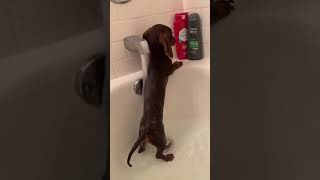 Dog Breeds: Watch This Dachshund Get a Bath!