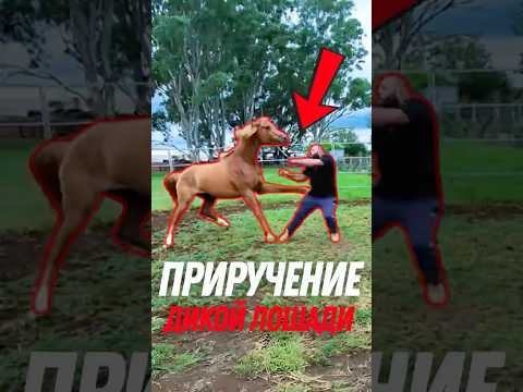 Секреты тренеров: Как укротить дикую лошадь?