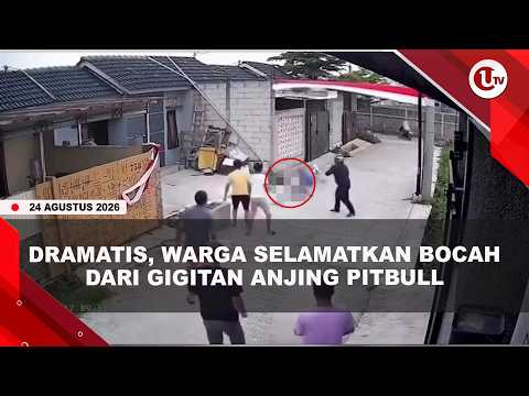 KRONOLOGI BOCAH 9 TAHUN DIG!GIT ANJING PITBULL, KORBAN ALAMI LVKA BERAT DI KEPALA | U-NEWS