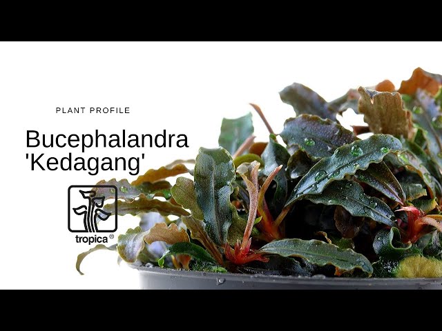 Watch Bucephalandra 'Kedagang' on YouTube.