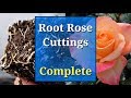 Grow roses from cuttings complete guide