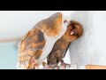 Dancing owl - Barn Owl - Owl Best Friends 🦉❣️