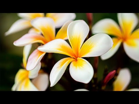 Video: Mitte õitsev frangipani – mida teha, kui fragipani ei õitse