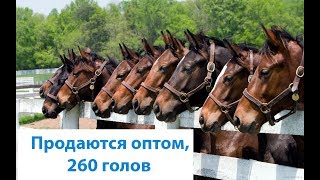 Продаются оптом 260 голов Доставка по Кыргызстану и Казахстану Продаются оптом 260 голов Доставка по Кыргызстану и Казахстану