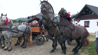 Download Lagu Nuntă cu cai și trăsuri 14 perechi de naşi la Mihai și Ema 17 August 2025 Gura Putnei -Bucovina ep.1 MP3 Download Lagu Nuntă cu cai și trăsuri 14 perechi de naşi la Mihai și Ema 17 August 2025 Gura Putnei -Bucovina ep.1 MP3