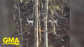 Two white deer spotted in West Virginia woods l GMA Wealth