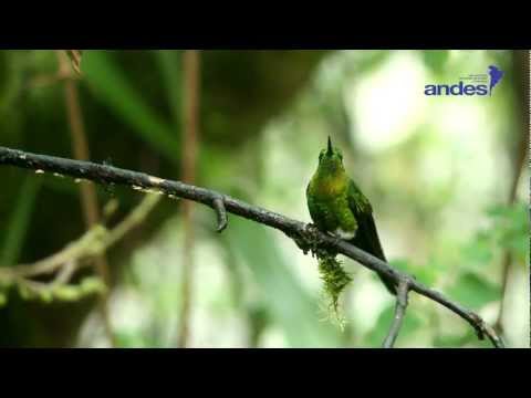 EL Colibrí