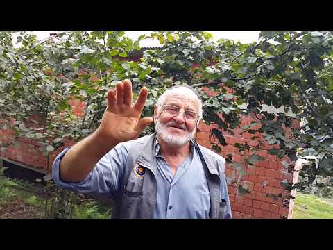 |ფეიგამბერის (შუამავლის) მერე საქართველო მიყვარს|   ჰალილ ასლან-Halil Aslan ბაირახტაროღლი