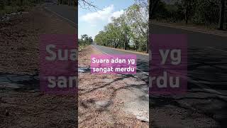 Download Lagu suara adan yg sangat merdu MP3