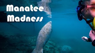 Manatee Madness